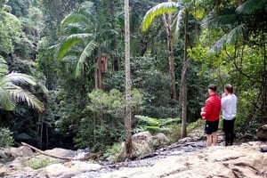 From Brisbane: Maiala Rainforest Private Tour