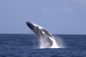 Moreton Island: Tangalooma Whale Watching & Dolphin Feeding