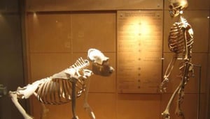 Musée des Sciences Naturelles (Natural History Mus