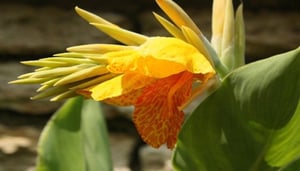 Botanical Garden Balchik