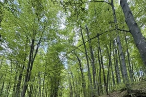 Trail Running Adventure