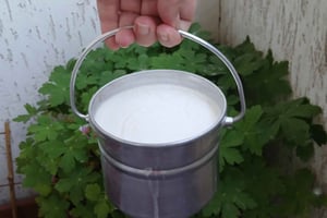 Sofía: Prueba el yogur búlgaro Kiselo Mlyako en una casa familiar