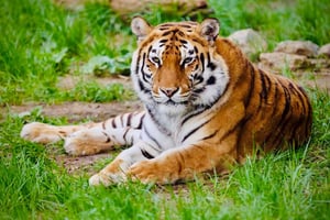 Sofia: biglietto d'ingresso allo zoo con servizio di prelievo in hotel e pranzo