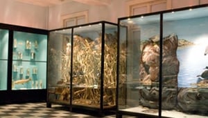 O Museu Nacional de História Natural