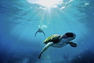 Snorkletur ved Julian Rocks, Nguthungulli