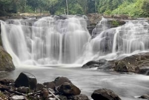 Baía de Byron: passeio ecológico guiado pelas cascatas da floresta tropical