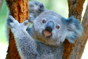 Byron Bay: Sanctuary and Waterfall Tour with Breakfast