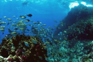 Byron Bay: Nguthungulli Julian Rocks Snorkeling Tour