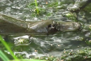 From Byron Bay: Platypus Spotting Walk