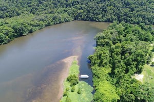 Cairns: crociera nella foresta pluviale di Daintree