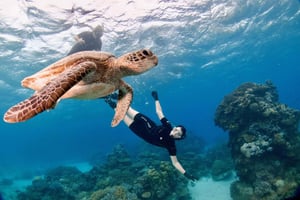 Cairns: Snorkeling de meio dia com tudo incluído na Grande Barreira de Corais