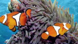 Calypso Snorkel & Dive