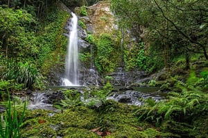 Avontuurlijke tour naar de Cassowary-watervallen - Daintree-regenwoud