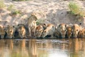 Le Caire : excursion guidée à l'Africa Safari Park avec déjeuner