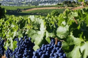 2 päivän Kapin niemimaan ja viinialueen kierros – kauneutta ja makuja