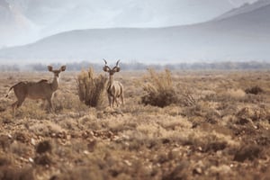 2-daagse Inverdoorn-safari – Big Five Kaapstad-ervaring