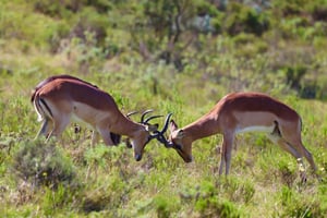 Esperienza di 4 giorni sulla Garden Route