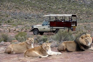 4-dagars privat rundtur med höjdpunkter och Big5 Aquila-safari med övernattning