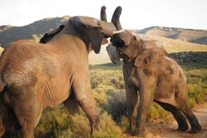 4 Sterren 5 Dagen Kaapstad Arrangement