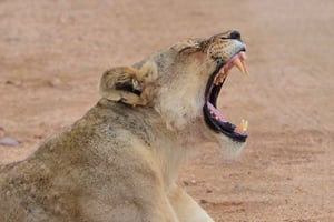 All inclusive 1 Nacht Big Five Safari Tour ab Kapstadt