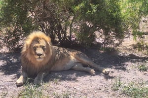 All-inclusive Big 5 Aquila Safari Game Drive Erlebnis