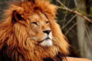 Aquila Game Reserve Safari mit Weinverkostung und Mittagessen