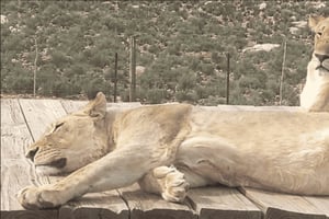 Aquila Private Game Reserve: Solnedgangssafari