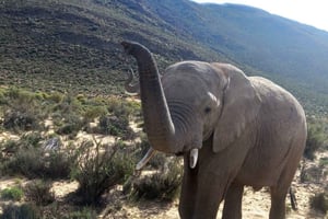 Från Kapstaden: Aquila Game Reserve Sunset Game Drive