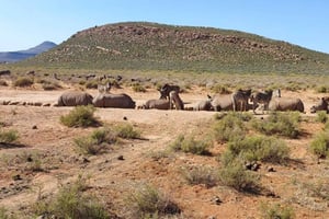 Aquila Safari Privado: uma aventura inesquecível com a vida selvagem