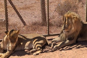 アクイラへの移動サービス＆ワインの試飲：プライベート午後ツアー