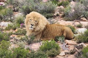 Big 5 Aquila Reserve Safari med lunsj og smaksprøver