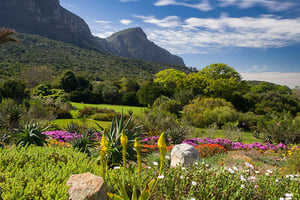 Botanical Garden and Groot Constantia Wineries Private Tour