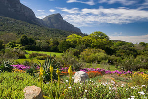 Privat tur till botaniska trädgården och Groot Constantia vingårdar