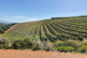 Ganztagestour Boulders Beach Pinguine und Weinverkostung