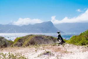 Excursión privada de día completo al Cabo de Buena Esperanza