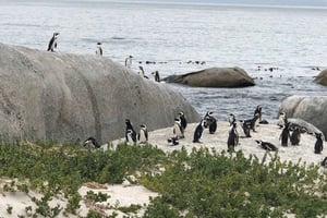 Cape Peninsula: Cape of Good Hope & Boulders Beach Penguins