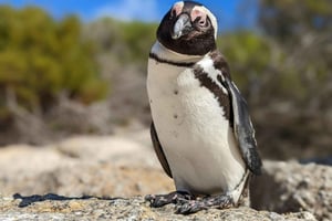 Cape Point Odyssey: En kystreise hinsides grenser