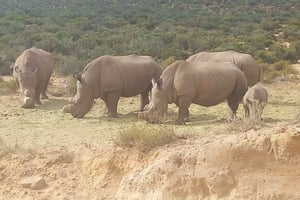 ケープタウン：アクイラ・ゲーム・リザーブ・サンセット・ゲーム・ドライブ