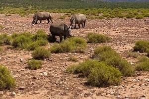 Kapsztad: Aquila Game Reserve i V&A Waterfront Tour z lunchem