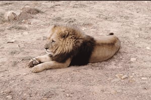 Kapstadt – Aquila Safari