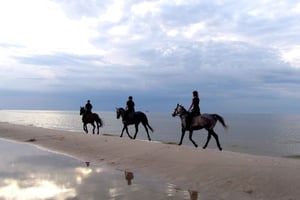 Kapstaden: Ridtur på stranden + upphämtning vid hotell