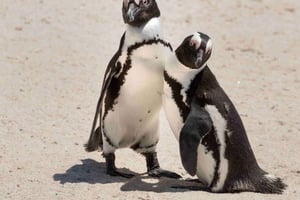 Cape Town: Boulders Beach Penguin Watching Half-Day Tour
