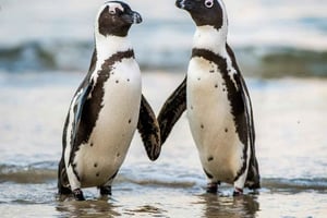 Cape Town: Kapp det gode håp og Boulders Beach - privat utflukt