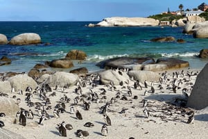 Cape Town: Cape of Good Hope and Penguins Full-Day Tour