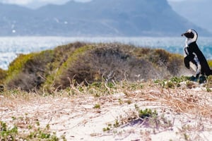 Cape Town: Cape Peninsula Privat halvdagstur