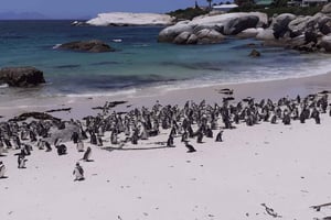 Kaapstad: Kaap de Goede Hoorn, Boulders Beach, Simon's Town