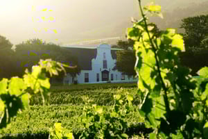 Kapsztad: Cape Point, wycieczka do winnicy Constantia Prywatny transfer