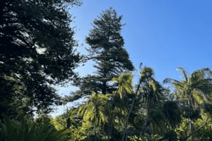 Cape Town: Company’s Garden Guided Walking Tour