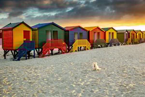 Kapsztad: Całodniowa wycieczka na Półwysep Przylądkowy z transferem