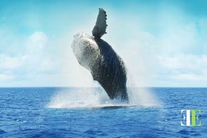 ケープタウン：ハーマンズとケープ・アグラーサス 1日ツアー（ランチ付き）